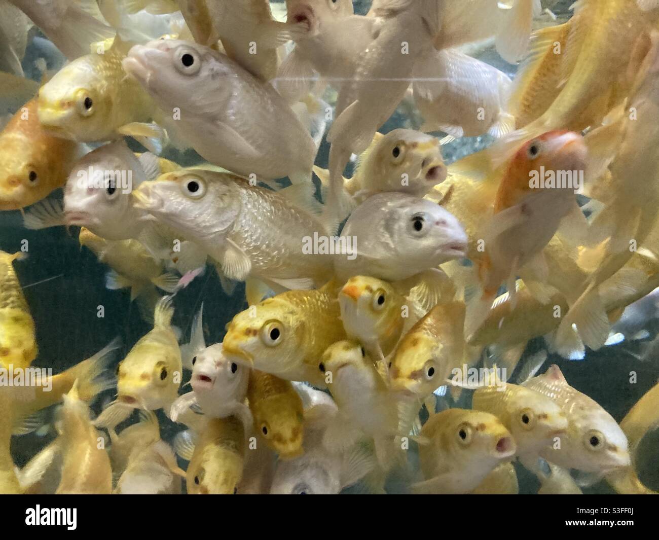 Light yellow and white koi fish in clean water fish tank Stock Photo