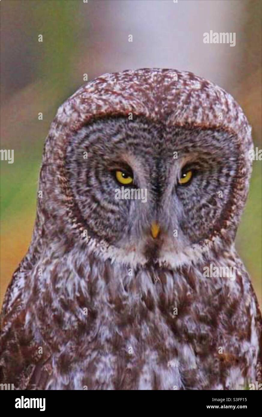 Birds of North America, great grey owl, wildlife, bird, owl, raptor, birds of prey - Smartphone Captured Stock Image