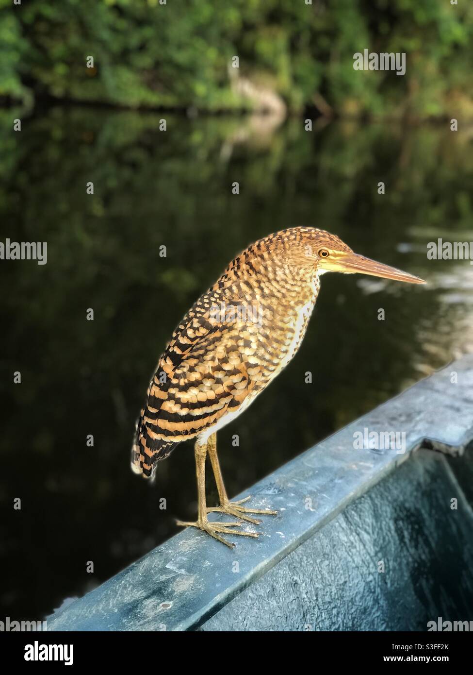 Rufescent tiger heron (Tigrisoma lineatum) perched on the side of a canoe in Lake Sandoval in the Peruvian Amazon - Smartphone Captured Stock Image
