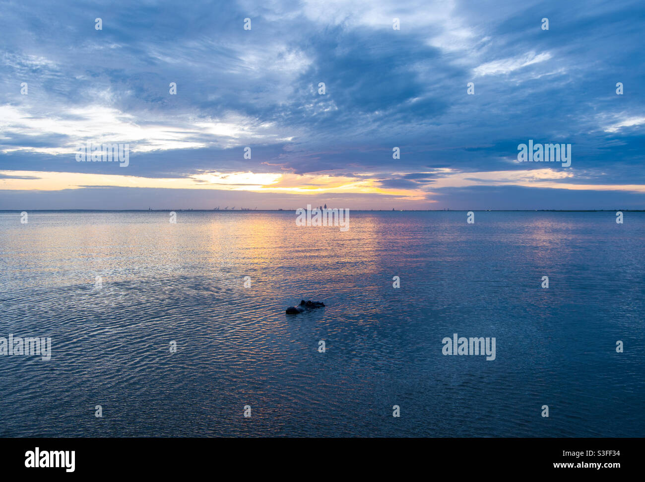 Alligator in Mobile Bay at sunset - Smartphone Captured Stock Image