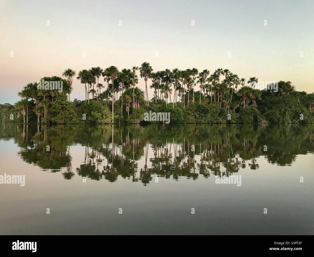 Rainforest trees reflected in calm water, Lake Sandoval in the Peruvian Amazon - Smartphone Captured Stock Image