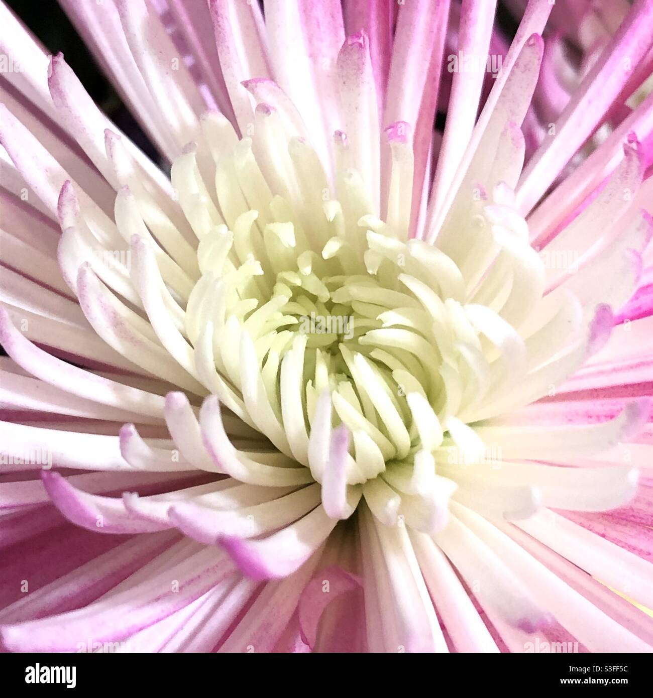 Spider chrysanthemum detail. Stock Photo