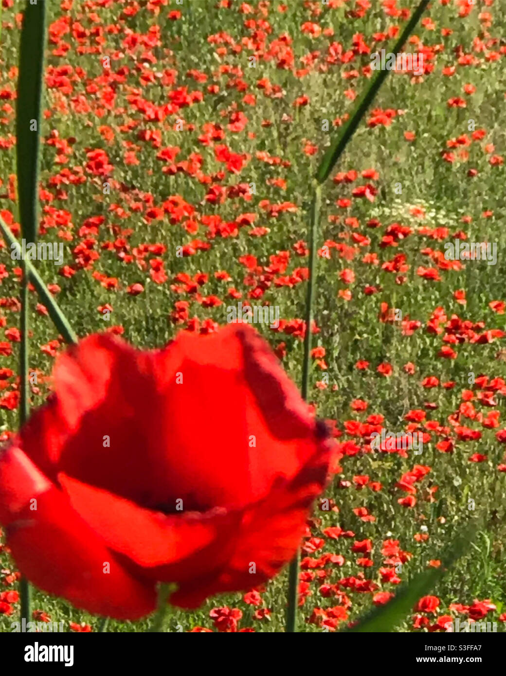 Poppy Field France High Resolution Stock Photography and Images - Alamy