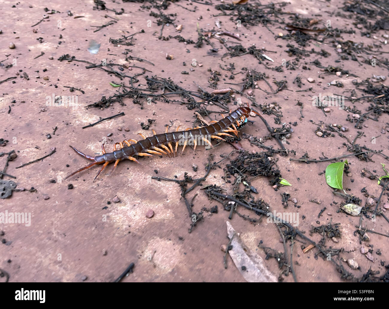 centipede - Smartphone Captured Stock Image