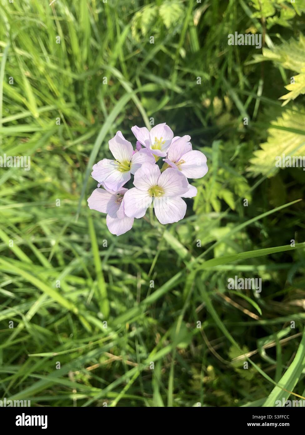 Pink flower - Smartphone Captured Stock Image