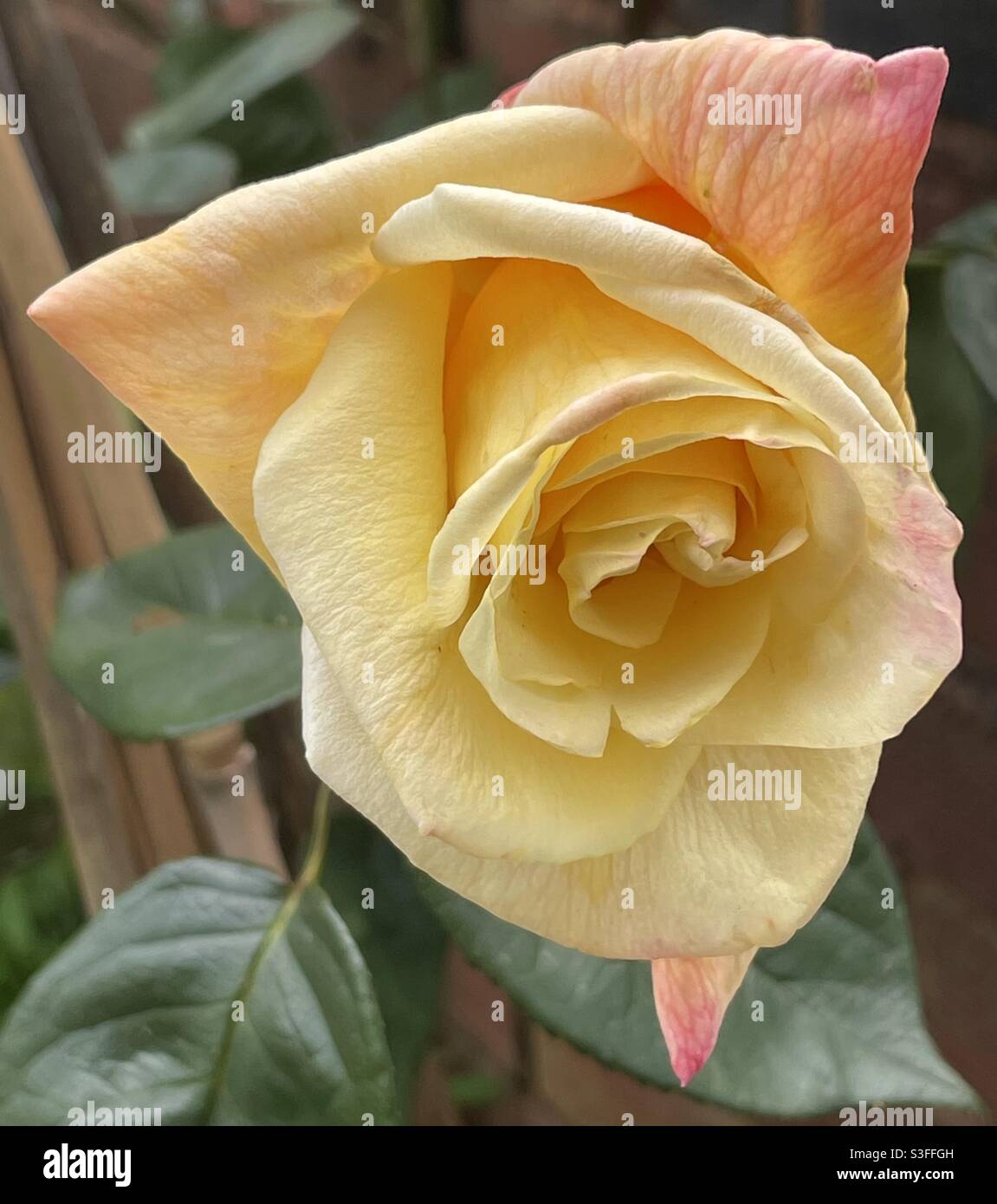 Old yellow rose Stock Photo - Alamy