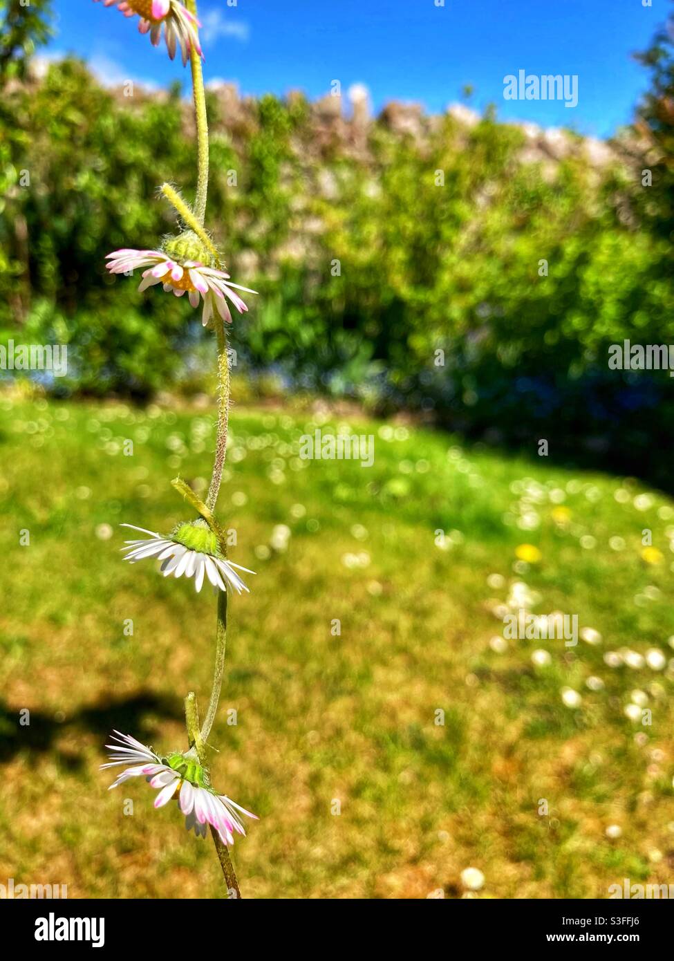 Daisy chain hires stock photography and images Alamy