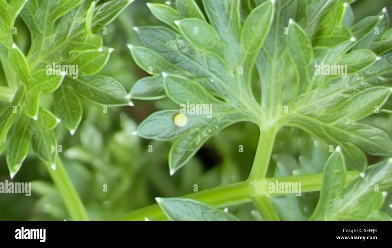 Caterpillar eggs hires stock photography and images Alamy