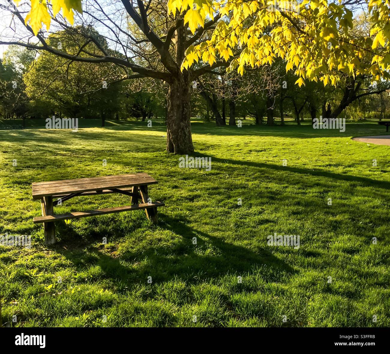 Spring morning in a park, Ontario, Canada. Fresh leaves backlit. Long shadows. One picnic table. No people right now. Blissful - Smartphone Captured Stock Image