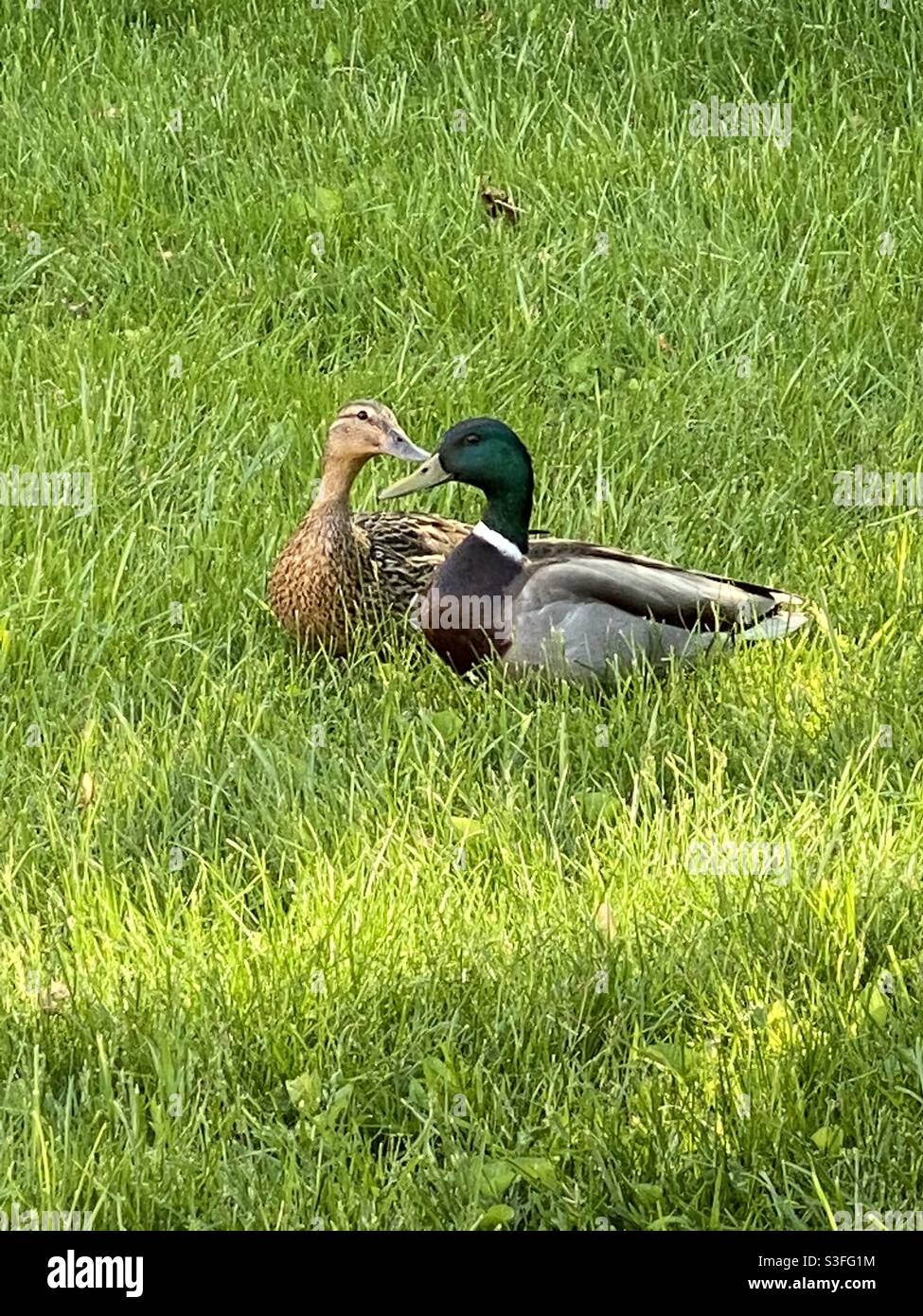 Mallard ducks in my backyard - Smartphone Captured Stock Image