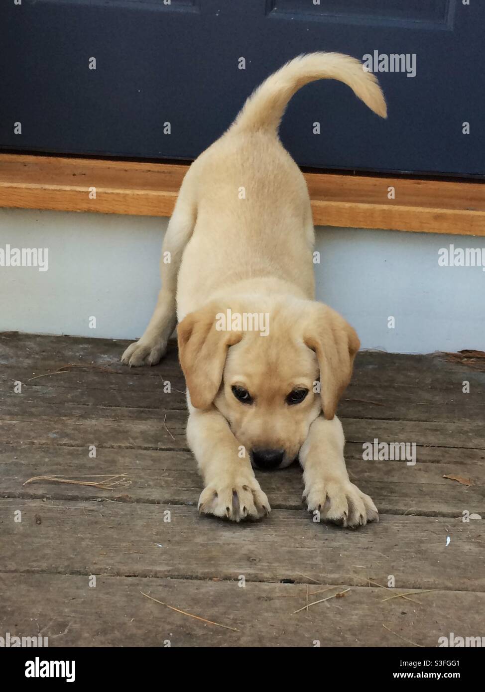 Yellow lab puppy wants to play Stock Photo Alamy