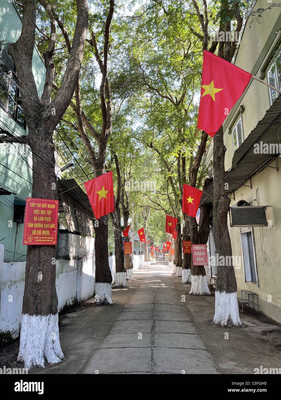 row of tamarind trees - Smartphone Captured Stock Image
