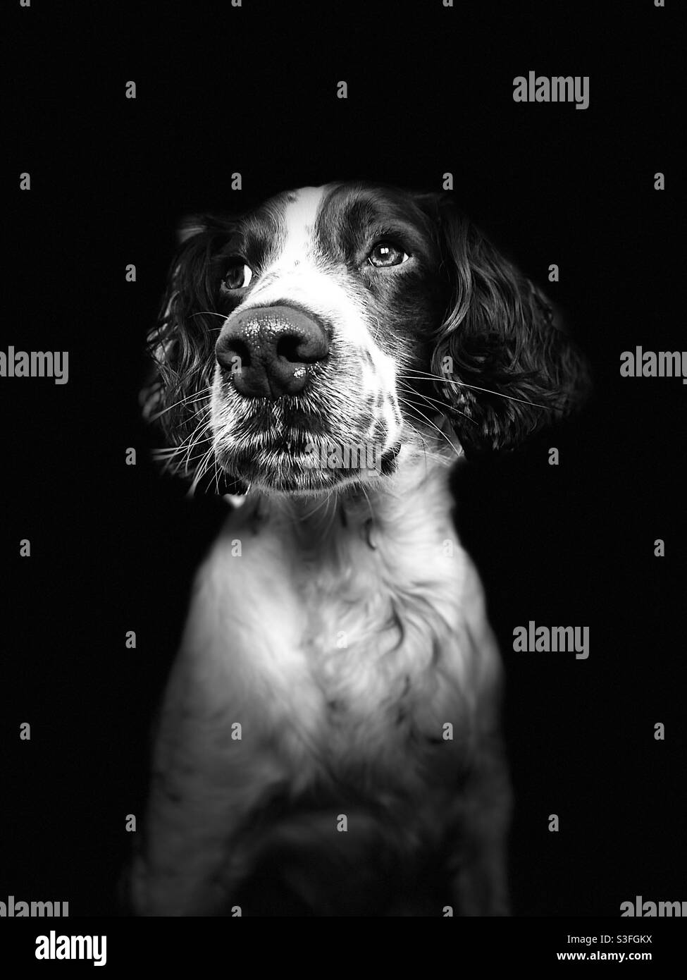 Springer Spaniel Stock Photo