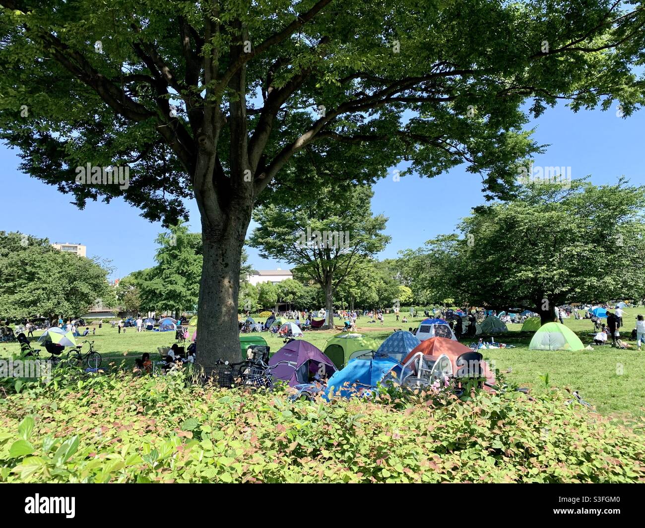 On May 23,2021, Kiba Park in Koto City,Tokyo, over crowded because of the State of Emergency. On the other hand, to keep children happy, parents had to out. Park was full with Tents. Stock Photo