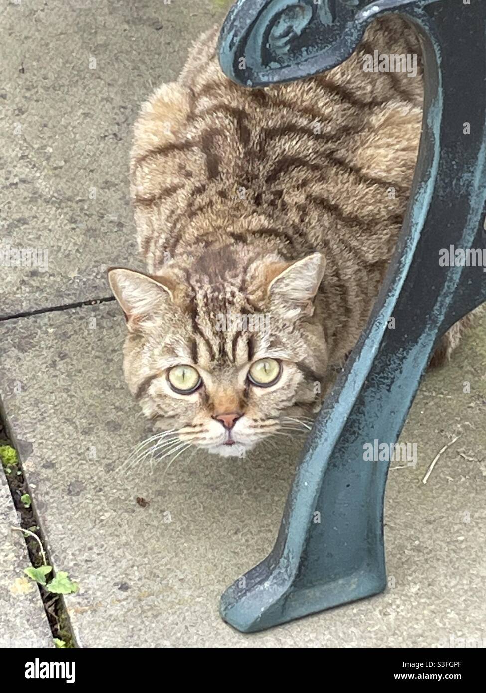 Wild kitty hi-res stock photography and images - Alamy
