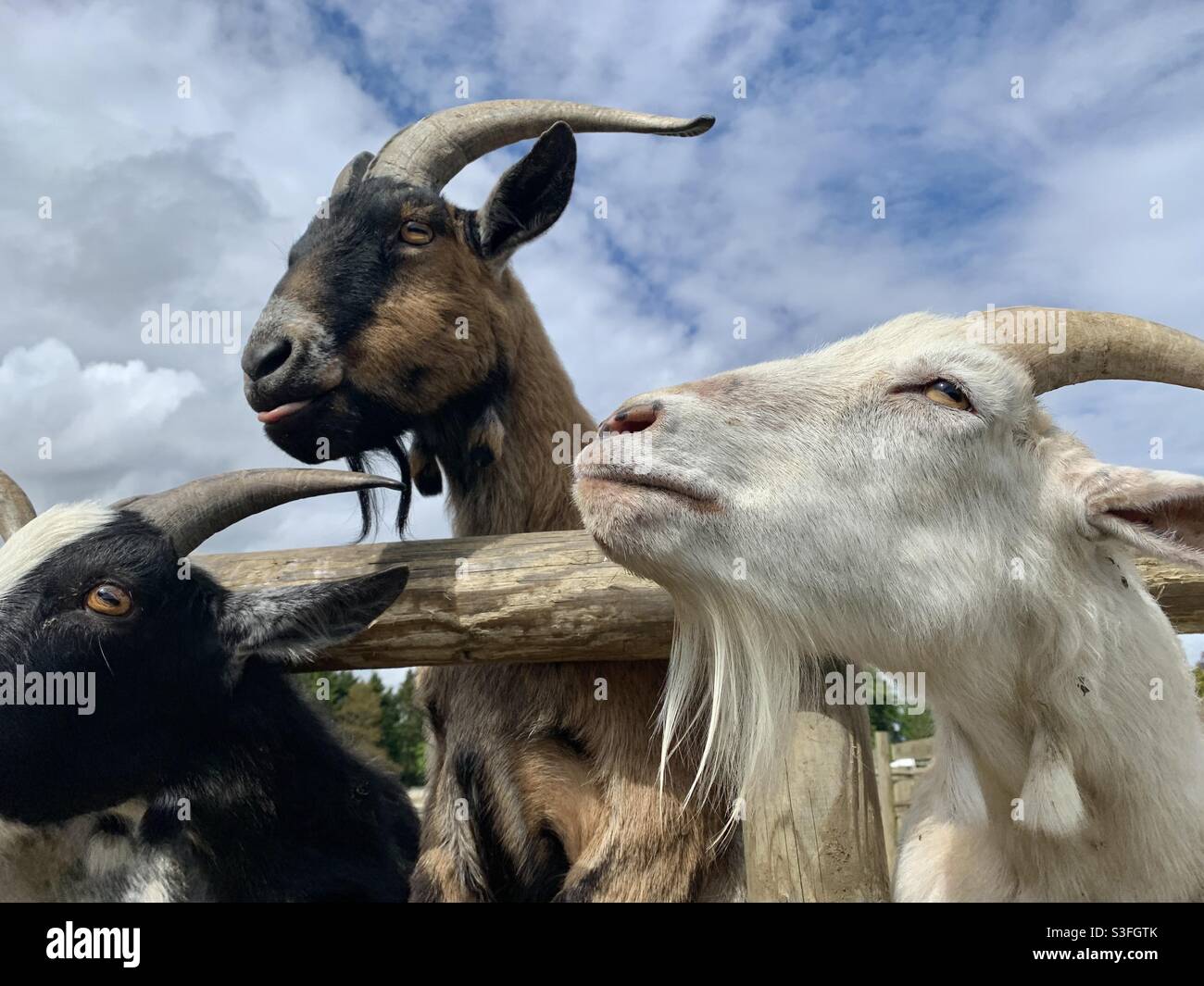Goats poking heads through fence - Smartphone Captured Stock Image