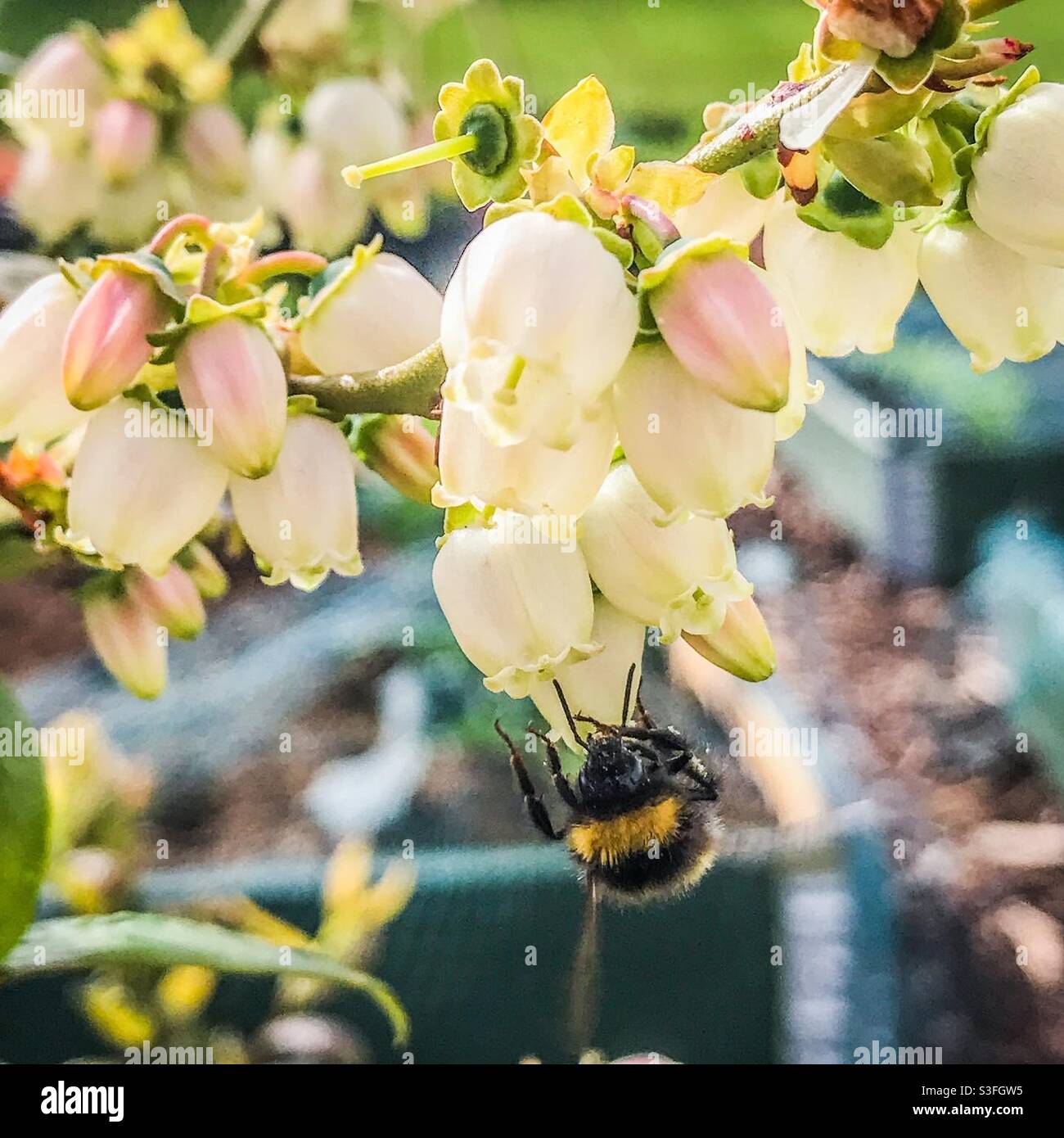 A bee pollinating a flowering blueberry bush - Smartphone Captured Stock Image