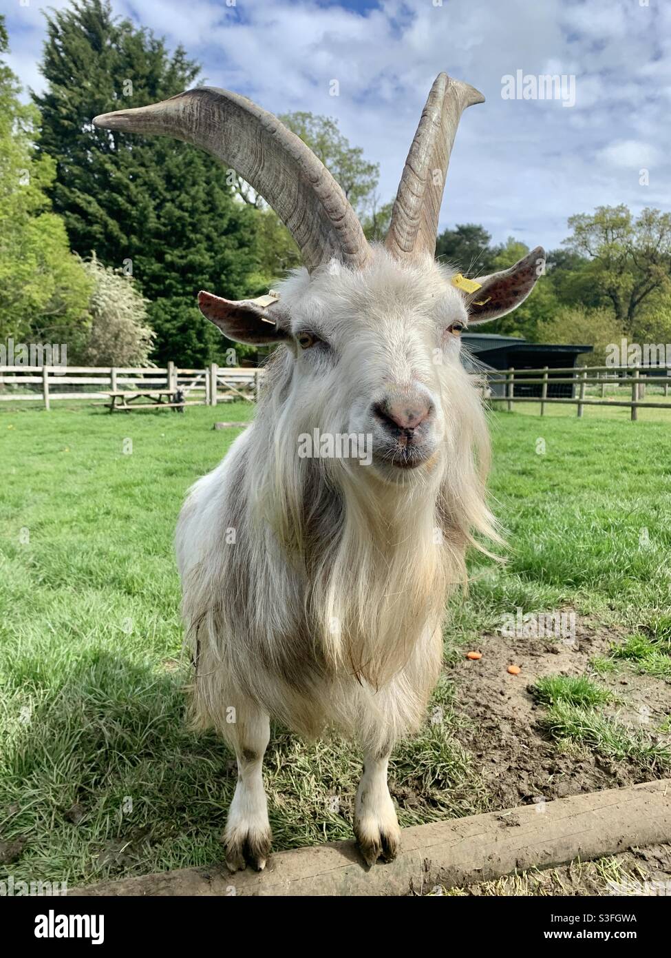 White goat with long hair and long horns in field Stock Photo