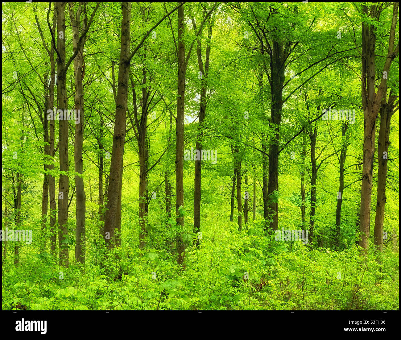 New spring growth in a woodland. Winter is gone, new leaves are starting to grow. The summer beckons. Photo Credit ©️ COLIN HOSKINS. - Smartphone Captured Stock Image