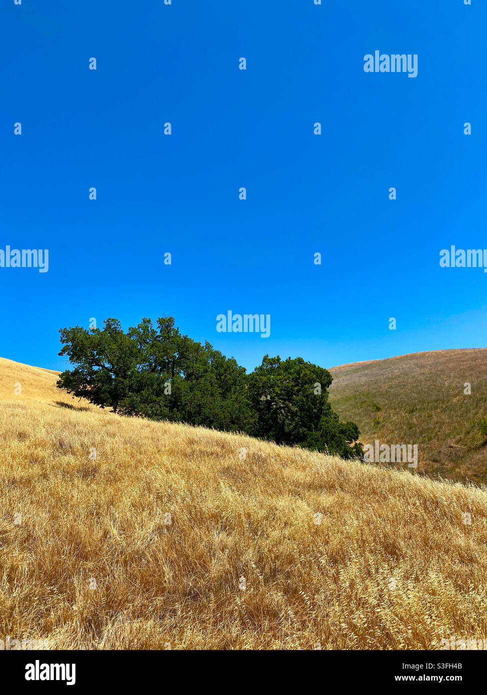 Oak trees in dried grassland,under a clear, blue sky - Smartphone Captured Stock Image