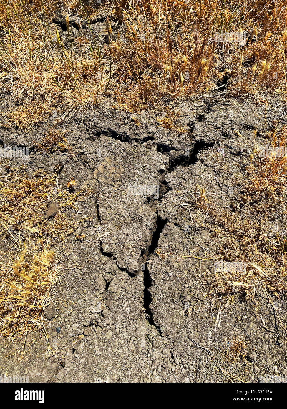 Dry plants and cracked earth - Smartphone Captured Stock Image