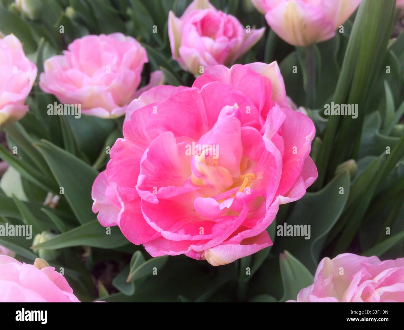 Luscious pink double tulip as seen from above - Smartphone Captured Stock Image