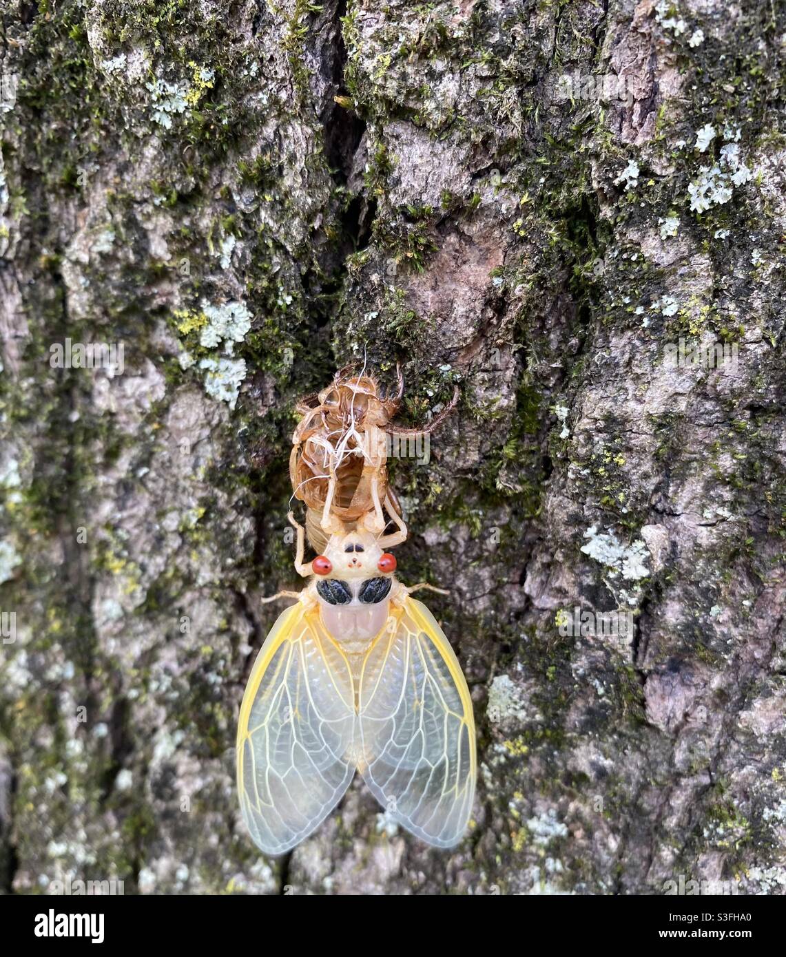 One cicada just emerged from exoskeleton hanging on tree trunk on top of its shell Stock Photo