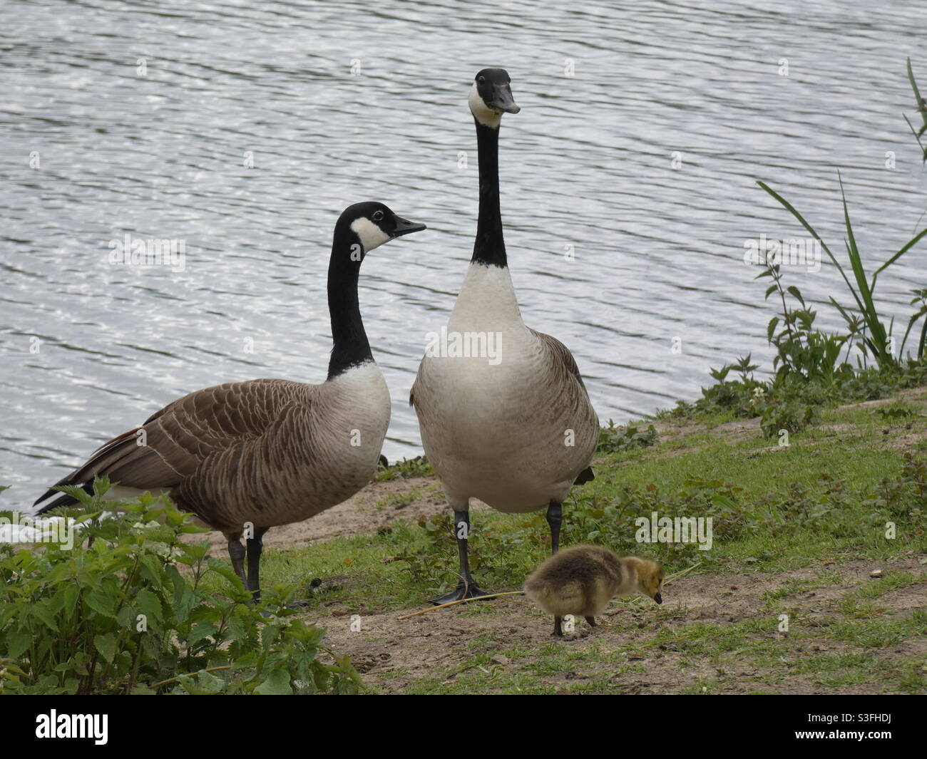 There were six Baby Geese near the lake, they were hiding in the Grass Stock Photo