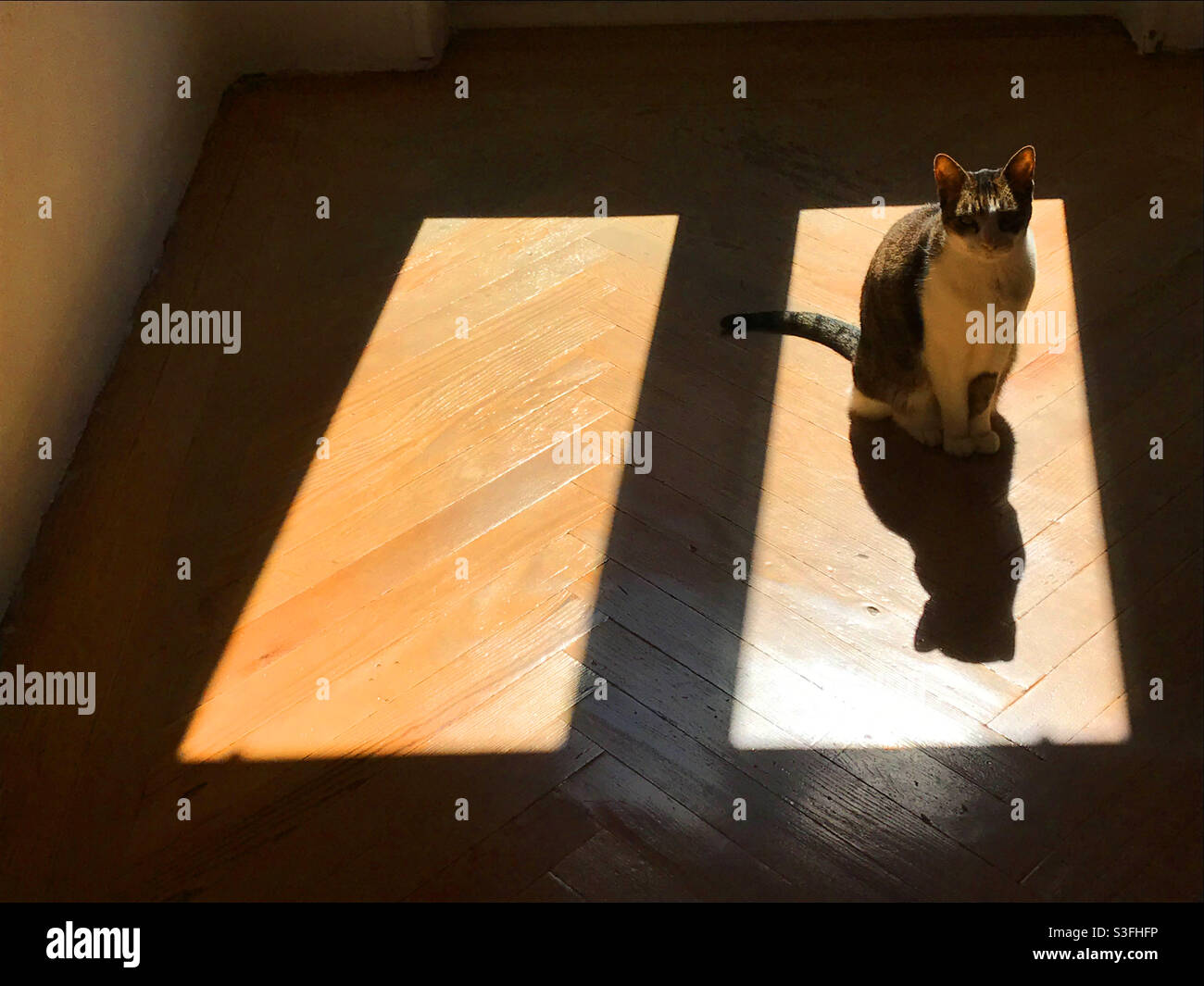 Cat sunbathing at home - Smartphone Captured Stock Image