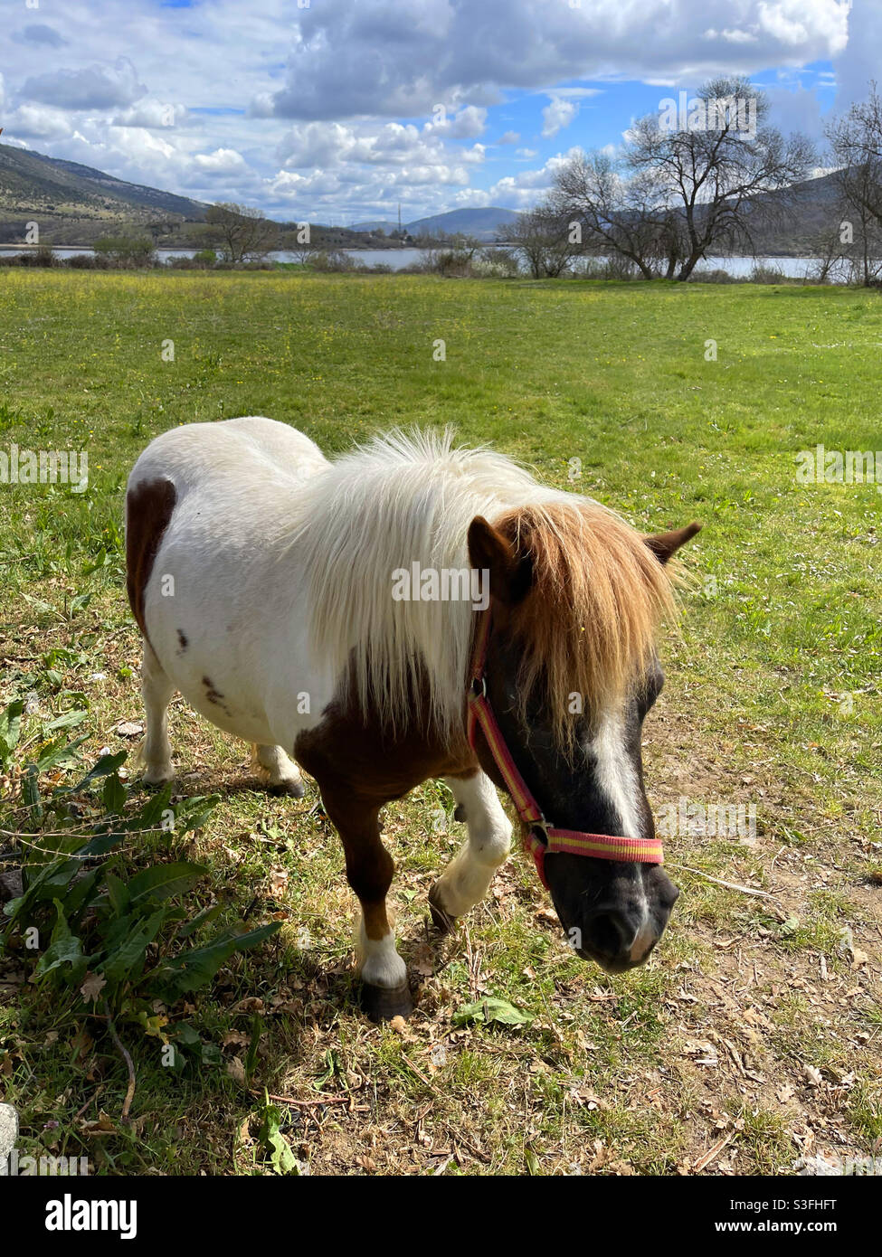Pony in a meadow - Smartphone Captured Stock Image