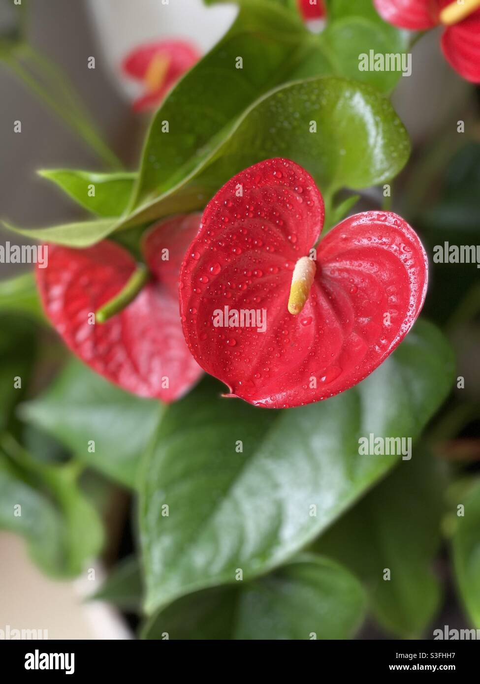 Exotic red flower with large green leaves - Smartphone Captured Stock Image