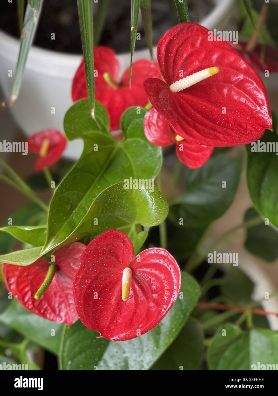 Exotic red flowers with yellow pistils and large green leaves - Smartphone Captured Stock Image