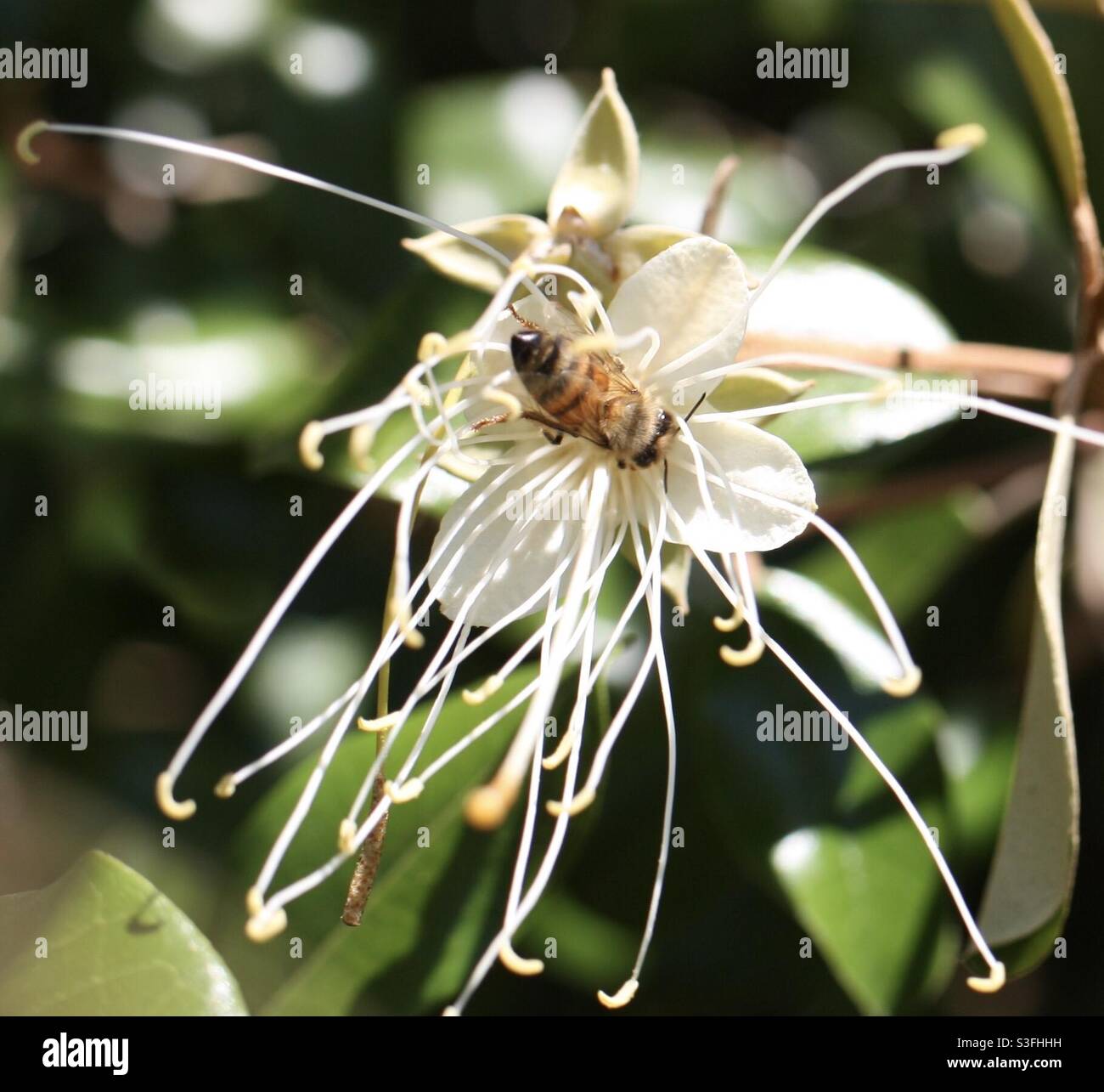Jamaican Capertree in bloom Stock Photo Alamy