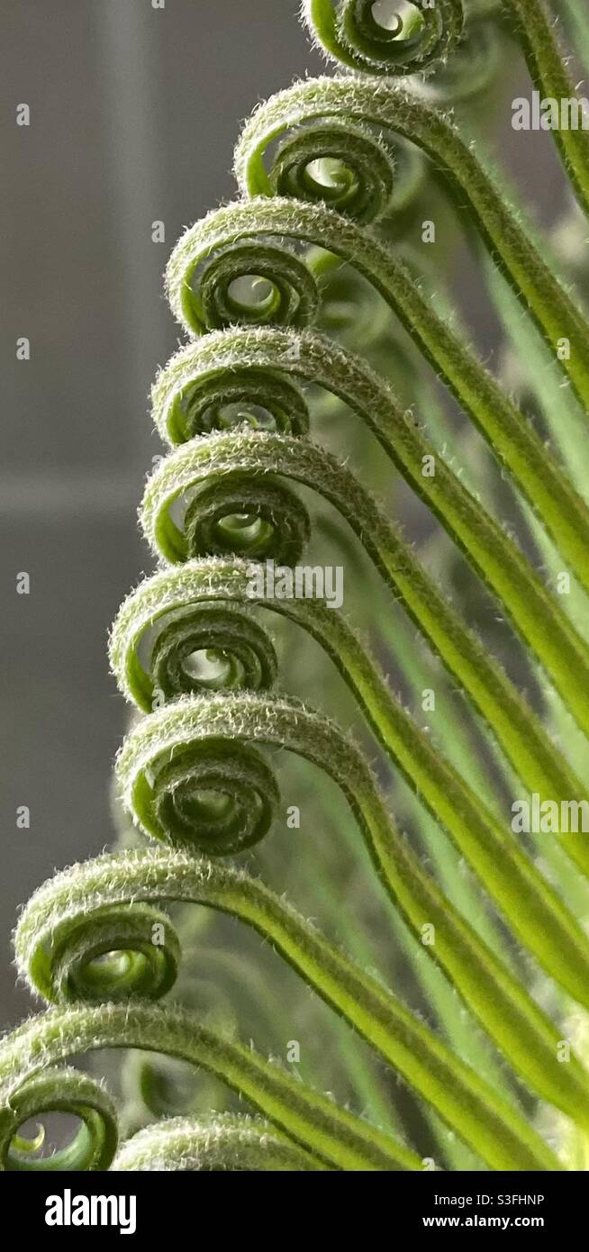 New sago palm fronds unfolding. Stock Photo