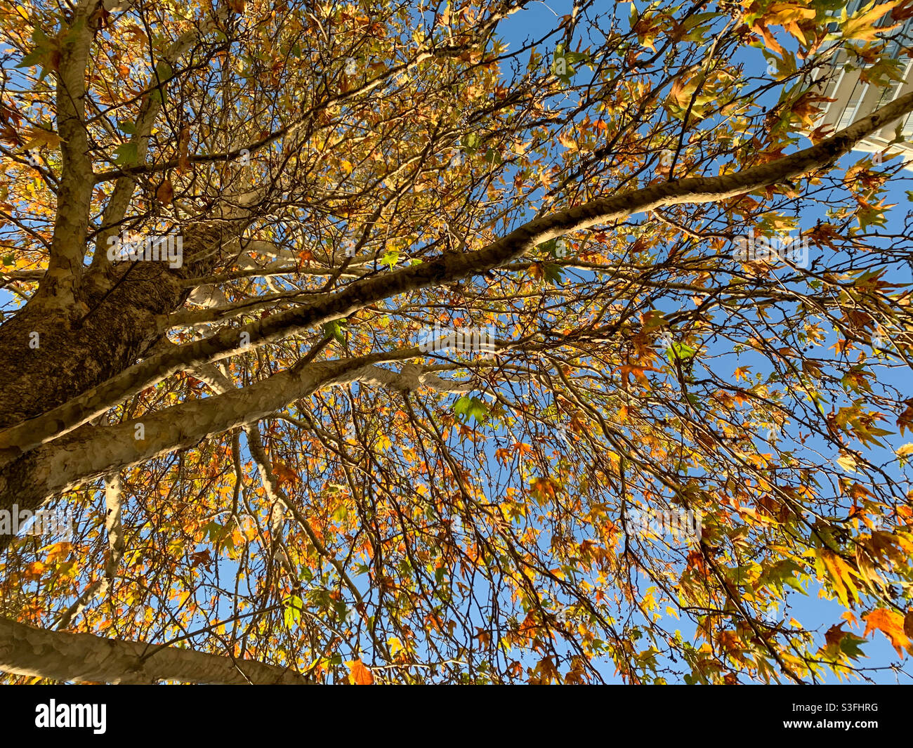 Yellow autumn or Fall leaves, changing seasons, Australia - Smartphone Captured Stock Image