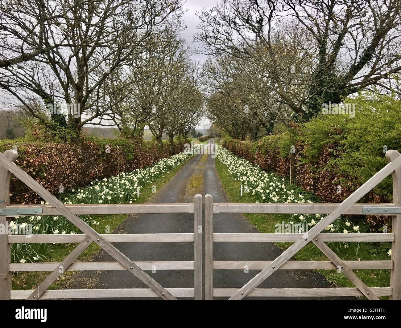 Daffodils behind double five bar gates near Watership Down in Hampshire Stock Photo