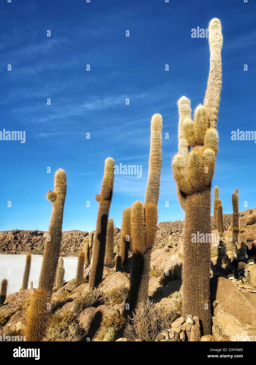Cactuses on Isla Incahuasi, Uyuni Salt Flat, Bolivia Stock Photo
