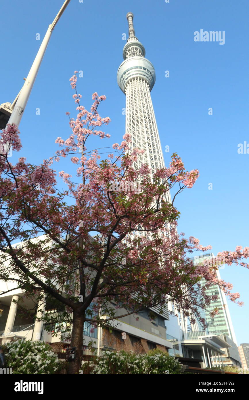 Spring in Tokyo: See Why it's the Most Beautiful Season