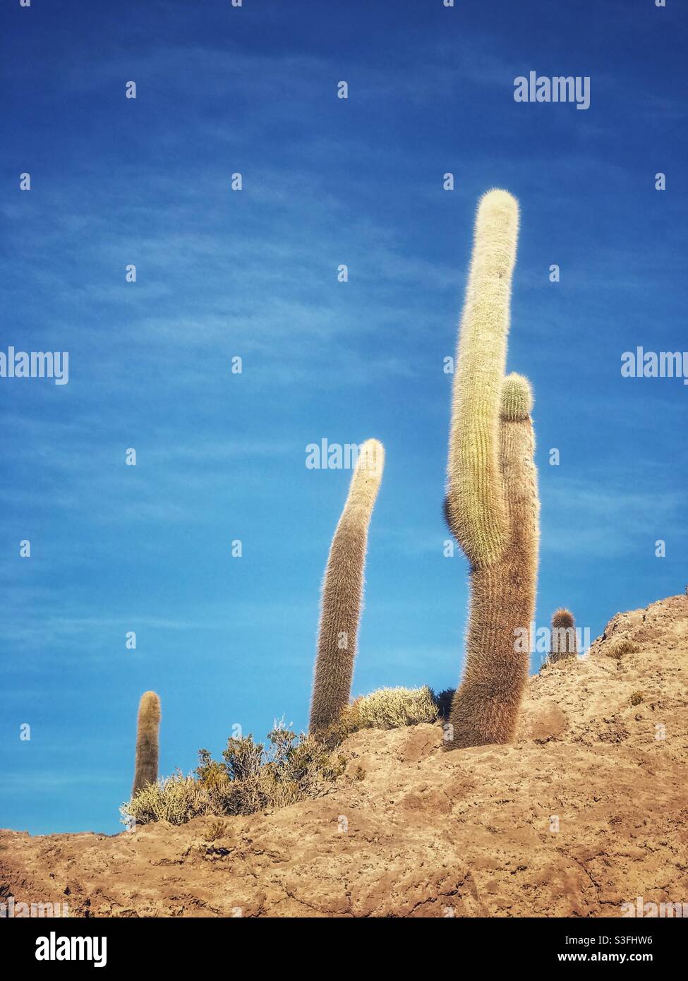Cactuses on Isla Incahuasi, Uyuni Salt Flat, Bolivia Stock Photo