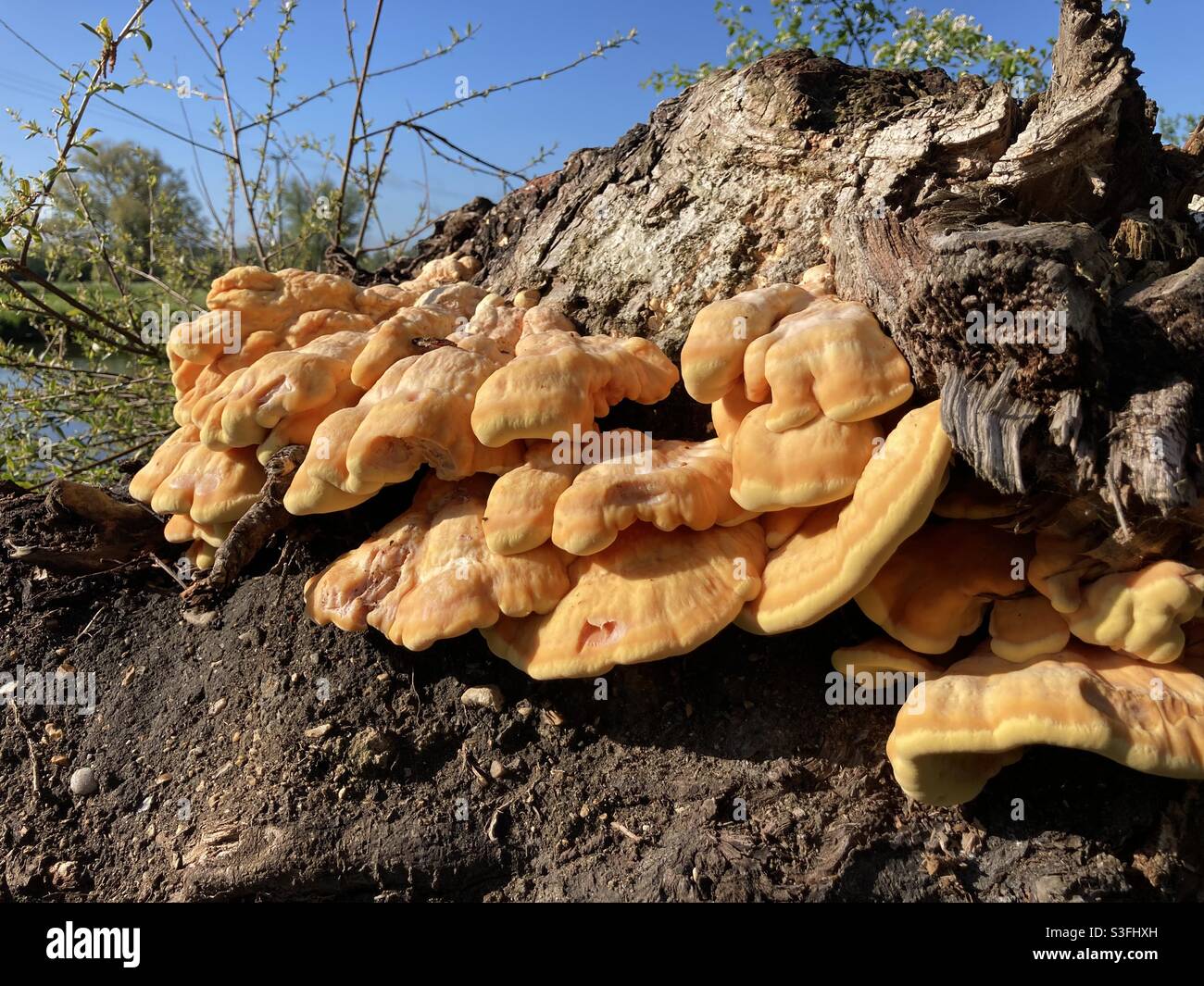 Laetiporus sulphureus. Chicken of the woods, orange edible fungus growing on a tree stump in the UK - Smartphone Captured Stock Image