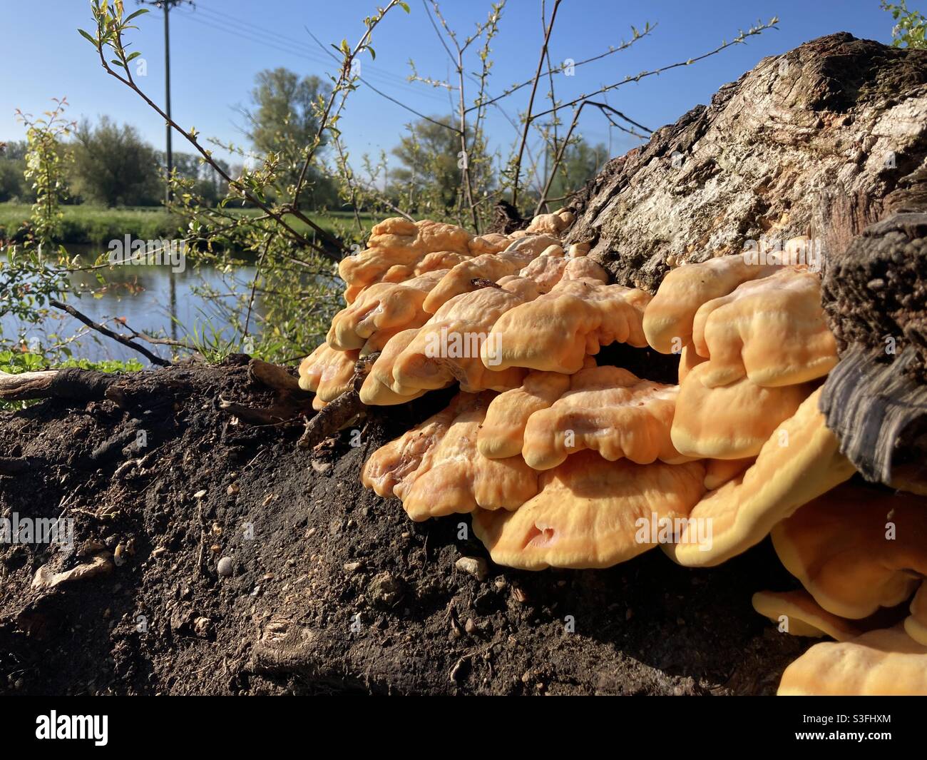 Laetiporus sulphureus.  Chicken of the woods, orange coloured edible fungus growing on a tree stump in the UK - Smartphone Captured Stock Image