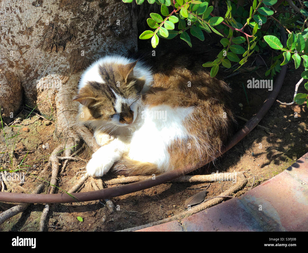 One of the many well fed stray cats in Cyprus, asleep next to a tree trunk. - Smartphone Captured Stock Image