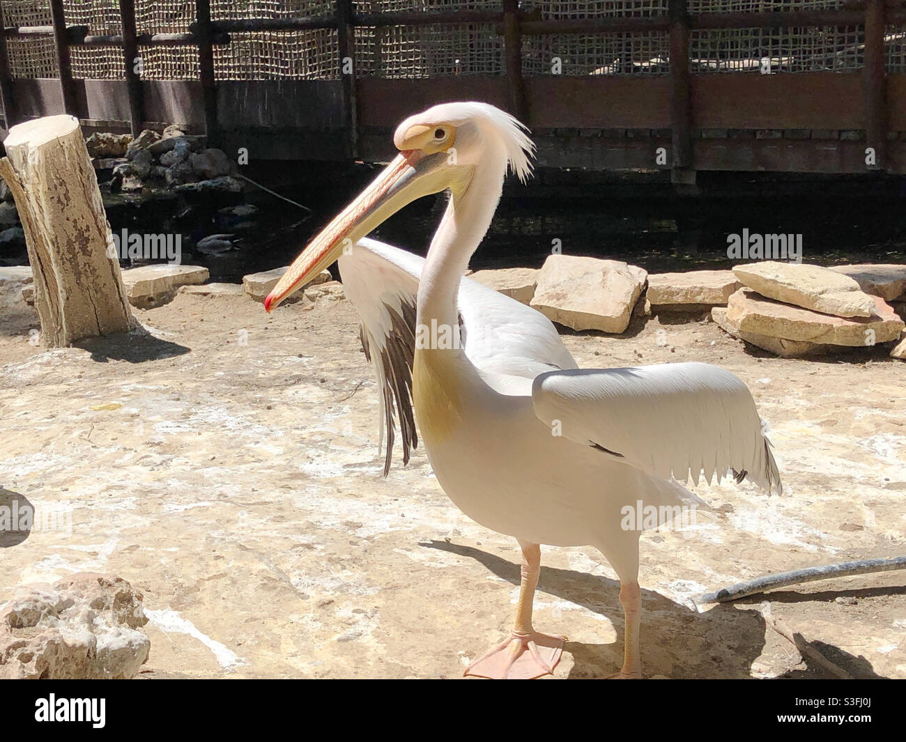 A white pelican at Limassol Zoo, Cyprus - Smartphone Captured Stock Image