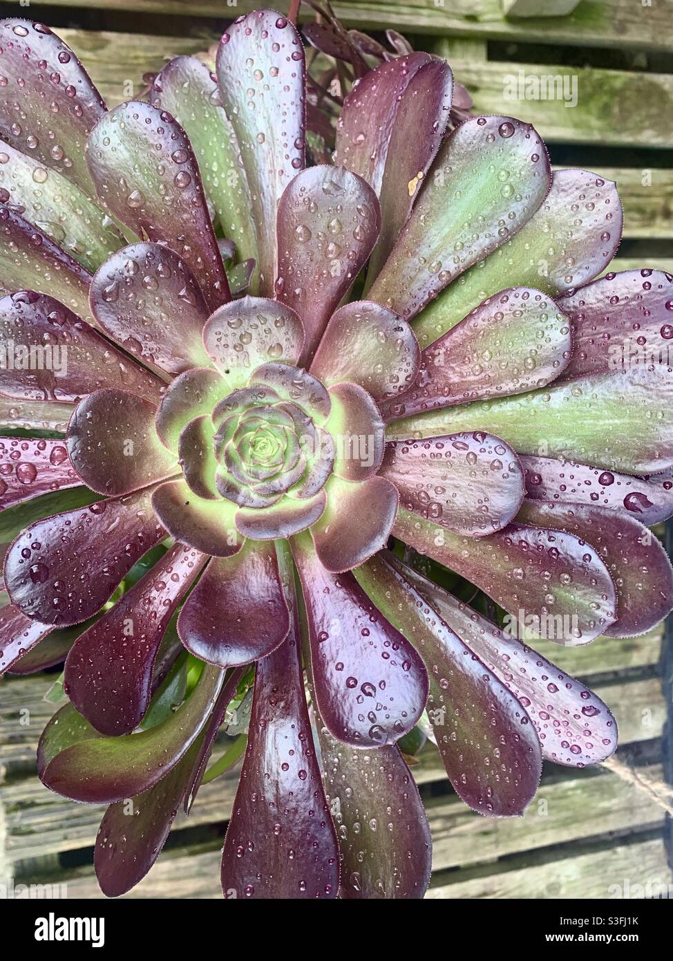 Aeonium arboreum succulent flower plant in the rain - Smartphone Captured Stock Image
