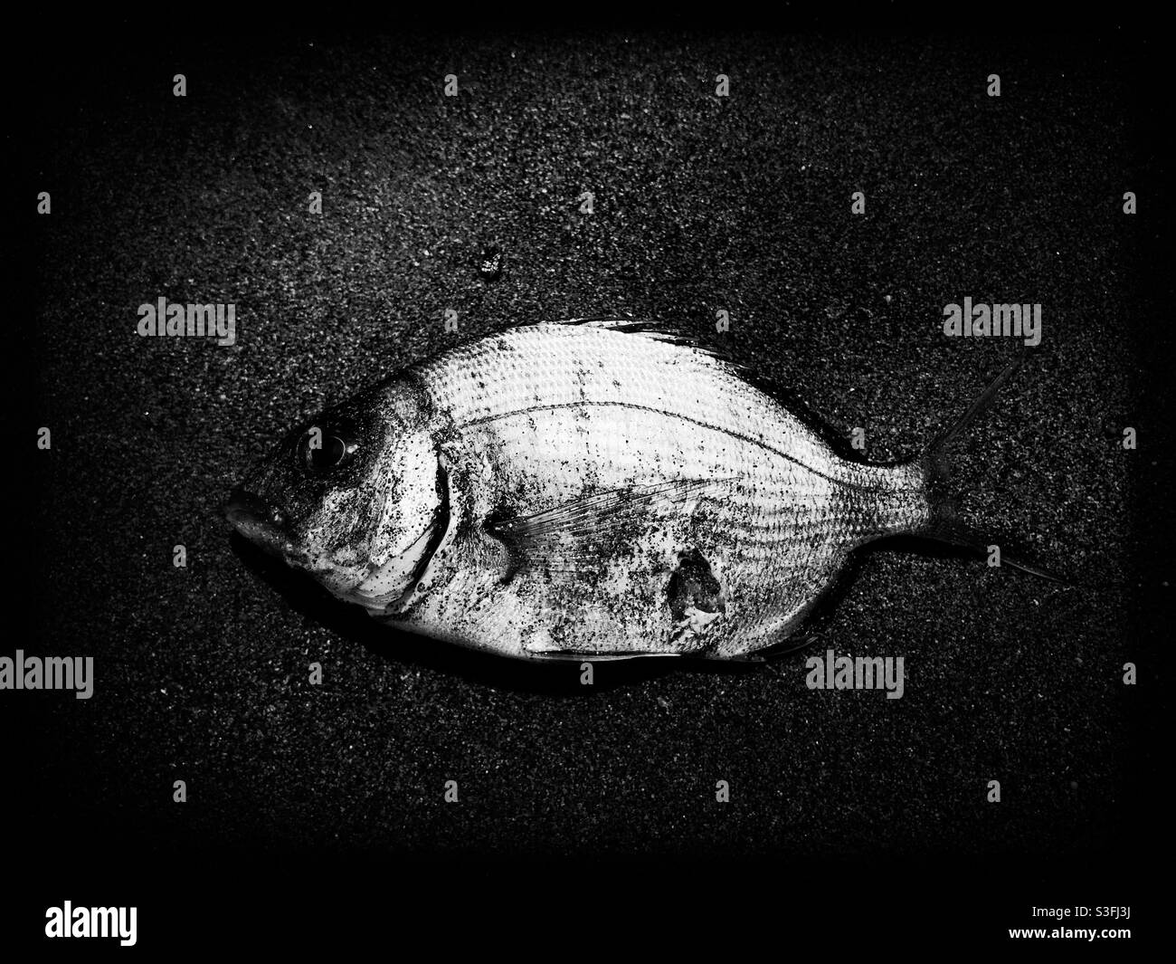 Black and white image of a small sea bream washed ashore Stock Photo