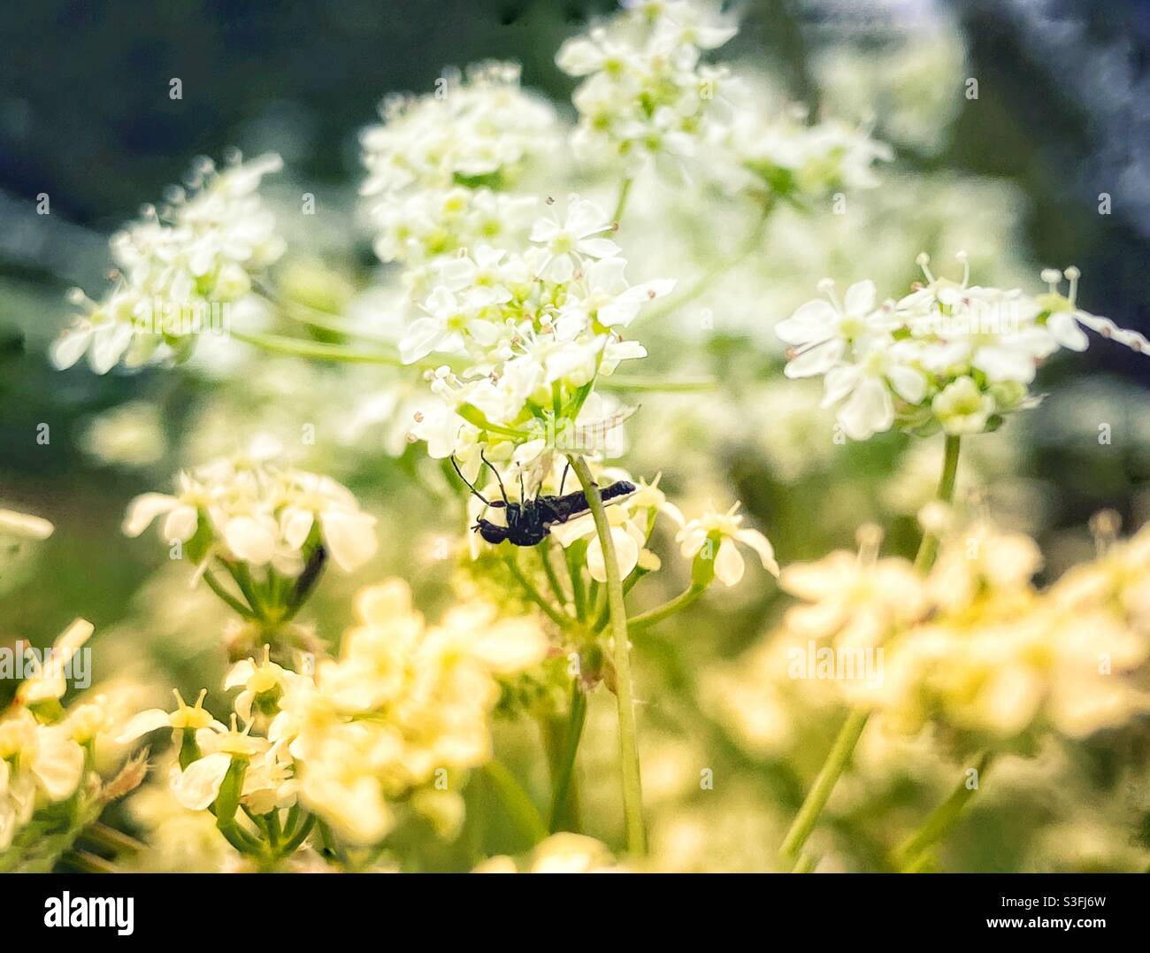 Cow parsley creature Stock Photo Alamy