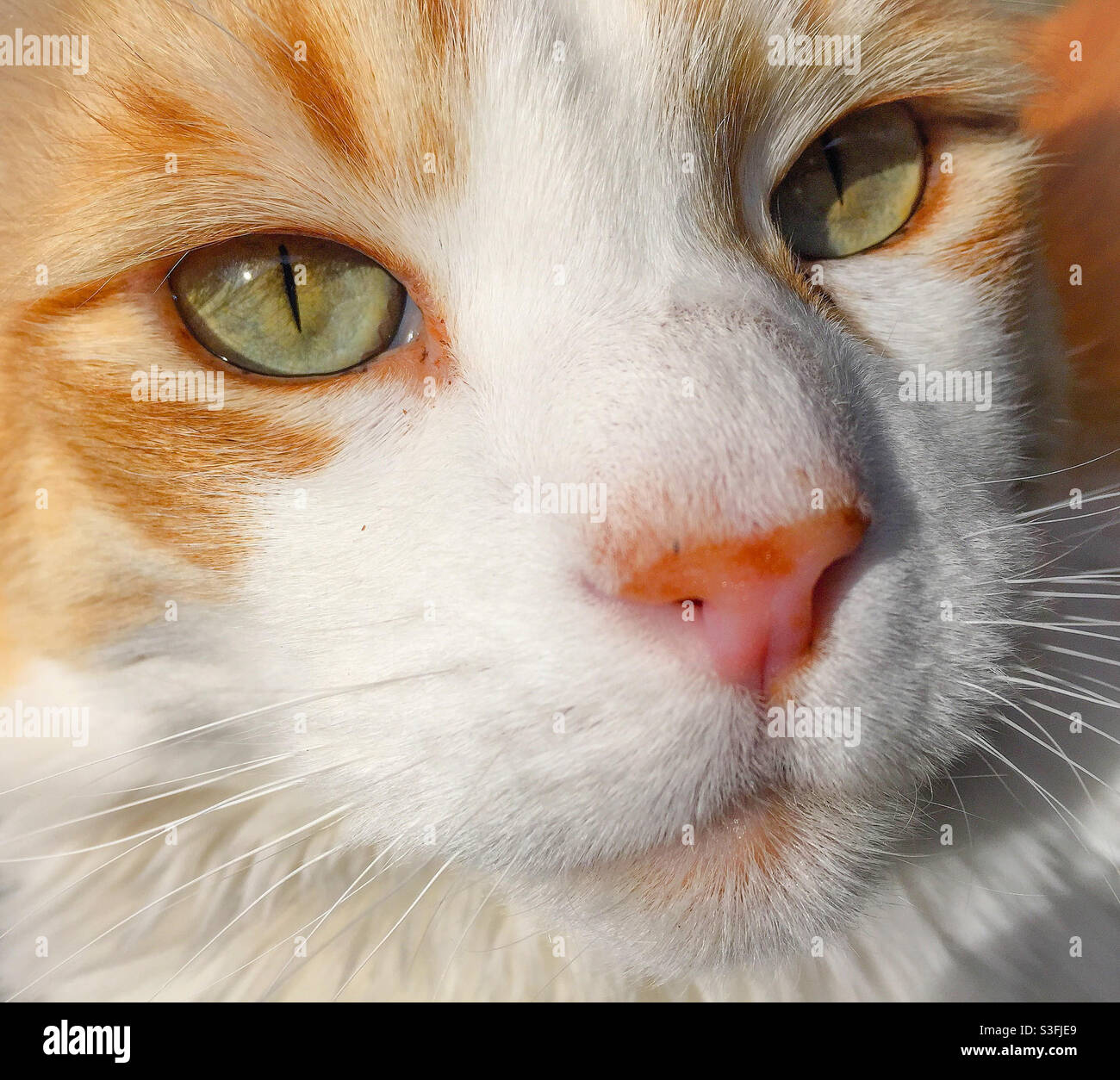 Close up of an orange and white cat’s face. Stock Photo