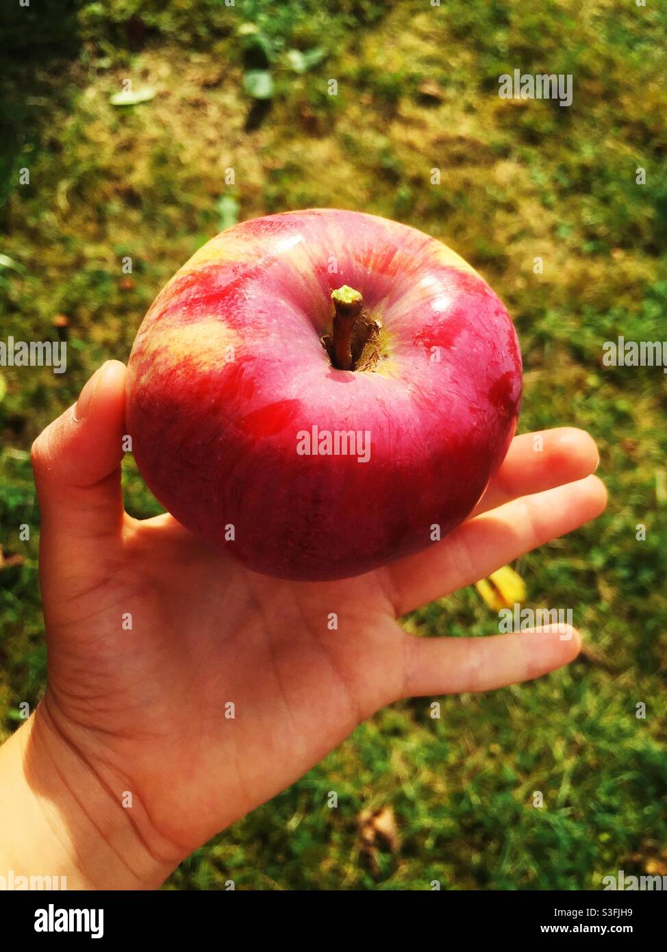 Hand of a child holding a red apple - Smartphone Captured Stock Image