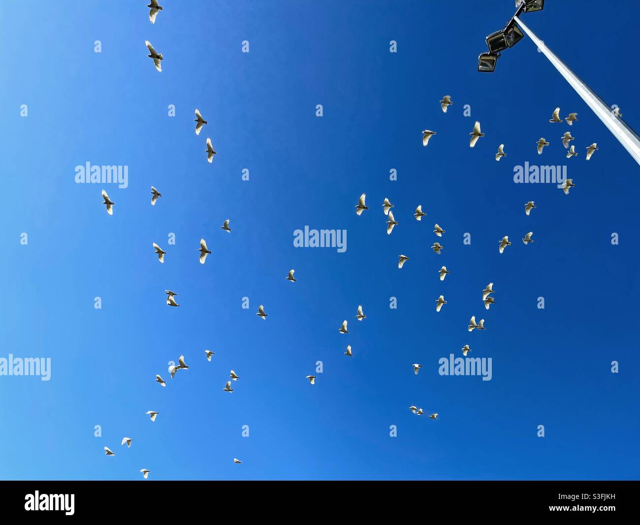 A flock of little corellas (Cacatua sanguinea) fly past a sports ground light tower - Smartphone Captured Stock Image