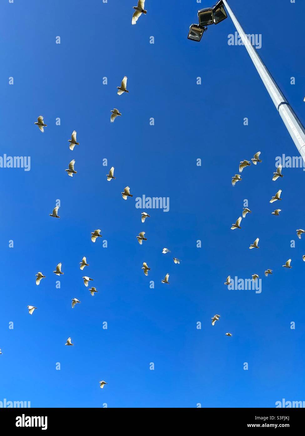 A flock of little corellas (Cacatua sanguinea) in flight past a sports ground light tower - Smartphone Captured Stock Image